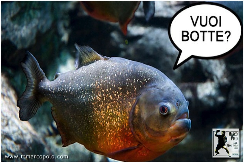 Piranha fetish